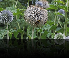 Boerentuin 6